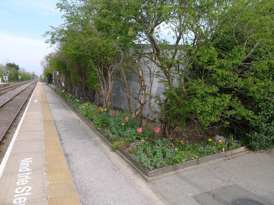 Platform 1 at Hunmanby long border 2nd year bulbs and forget-me-nots.