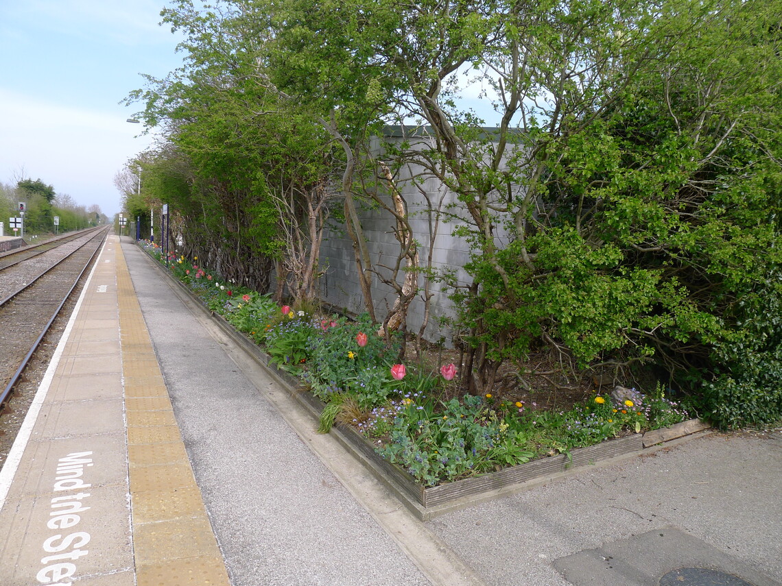 Platform 1 at Hunmanby long border 2nd year bulbs and forget-me-nots.