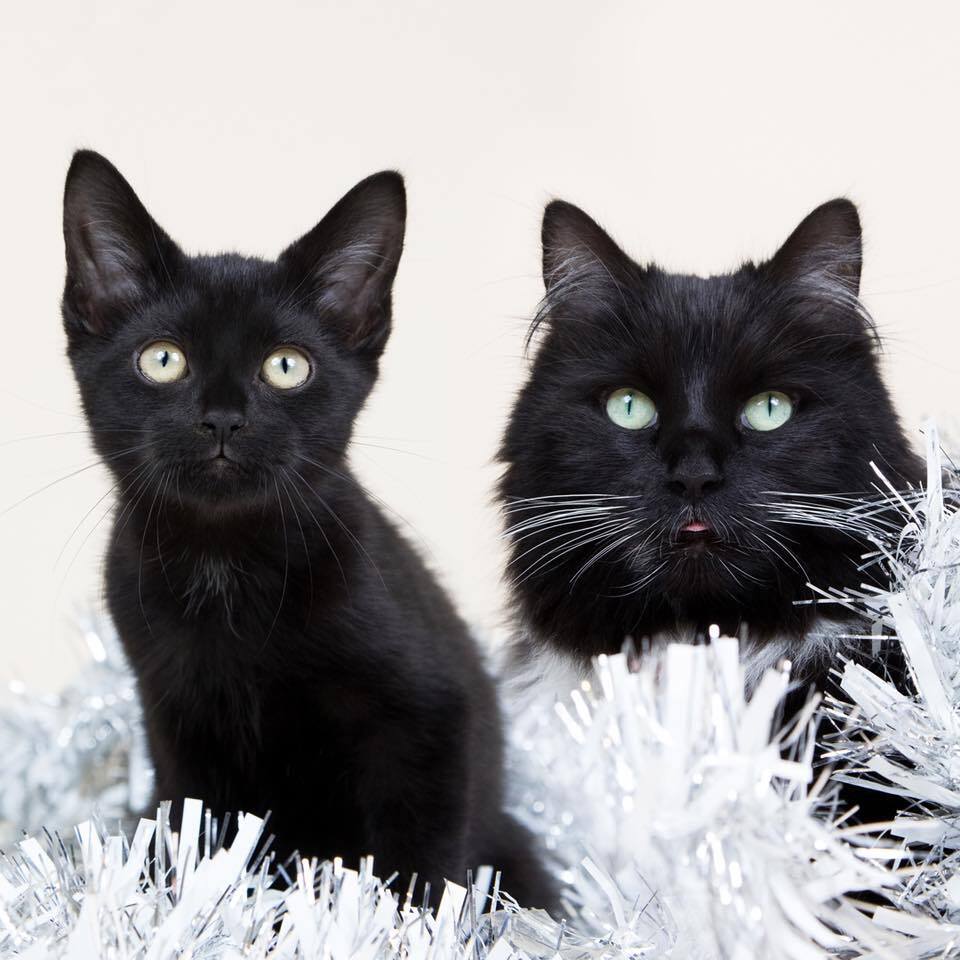 Felix and Bolt, the famous Huddersfield Station Cats