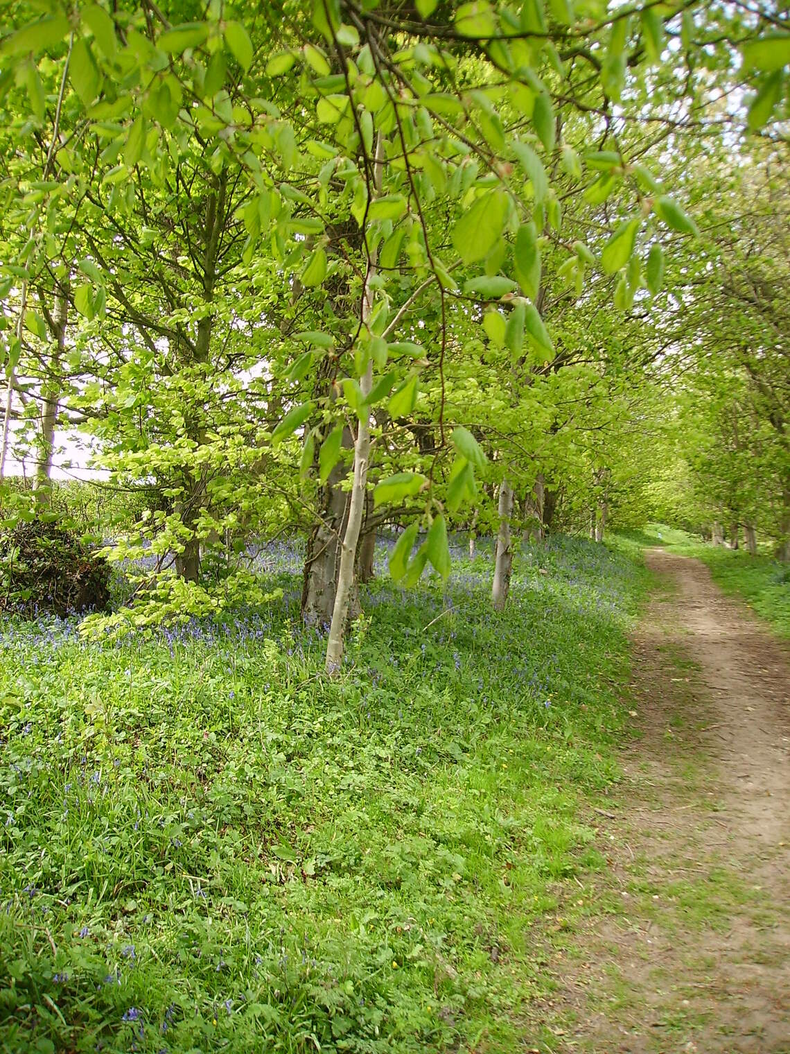Parkland Walk in Hunmanby in the Spring