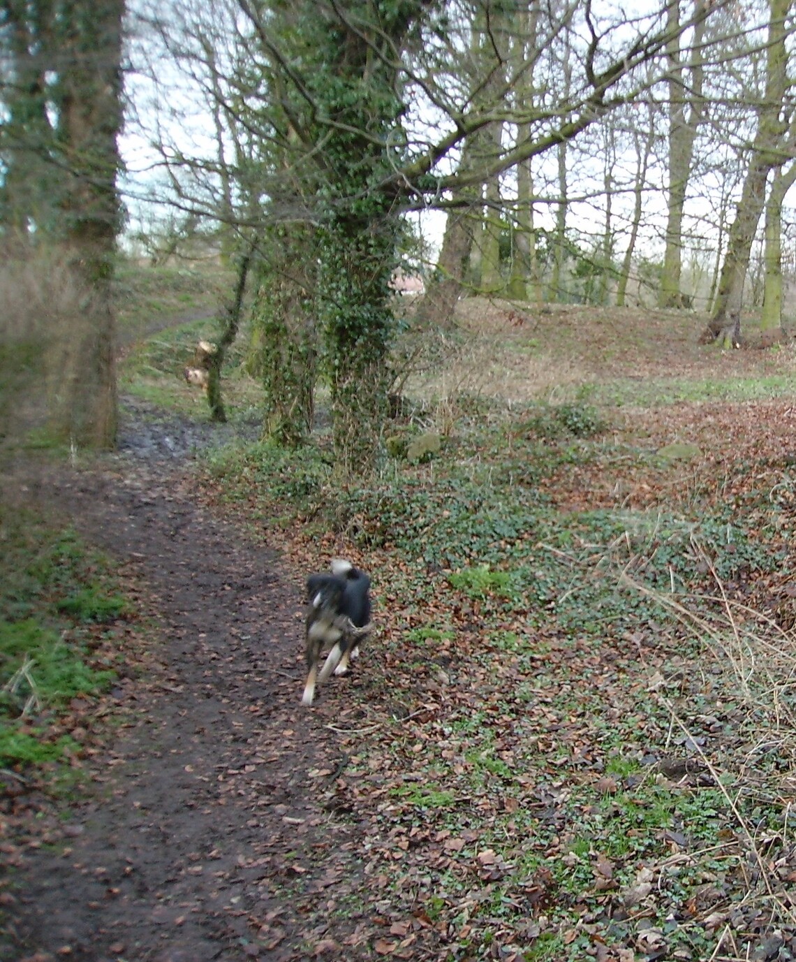 Perry enjoying  life on the Parkland Walk, Hunmanby