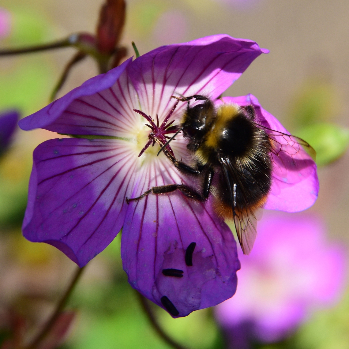 Wildlife, bee on a geranium