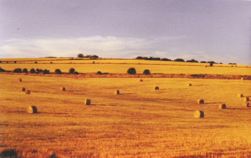 Brian Back Harvest 2