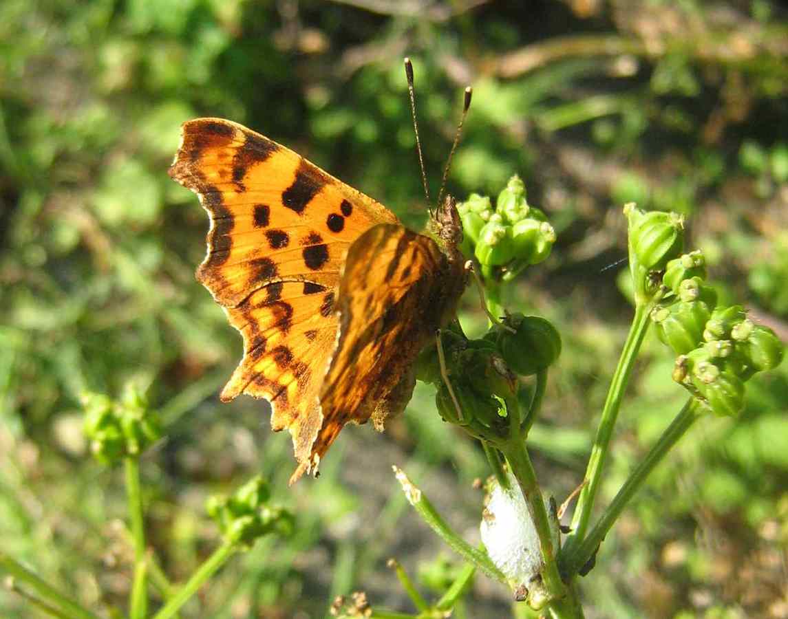 Comma