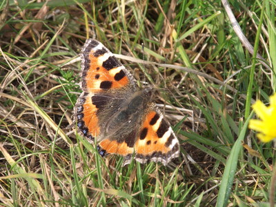 Small Tortoiseshell