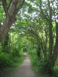 Woodland Path
