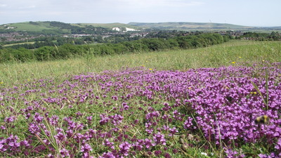 Wild thyme blooming