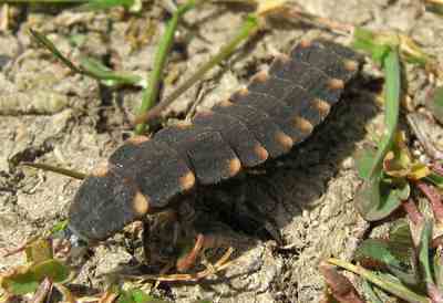 Glow-worm larva