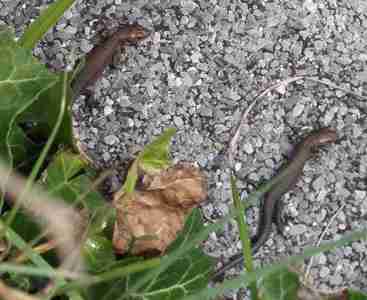 Common lizards