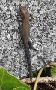 Common Lizard