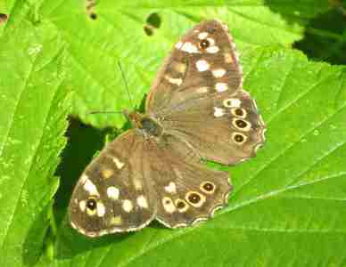 Speckled Wood