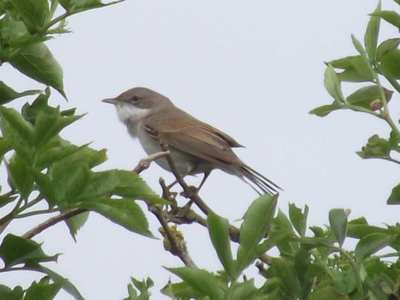 Whitethroat