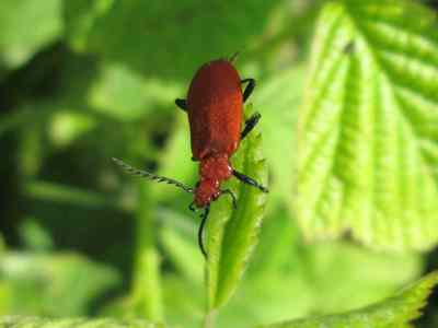 Red Headed Cardinal Beetle