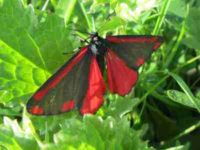 Cinnebar moth