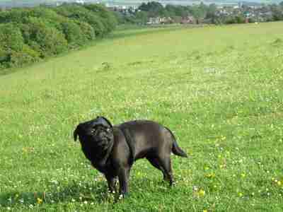 Black pug