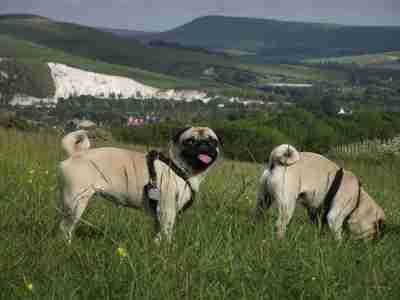 More pugs