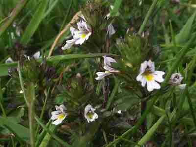 Eyebright