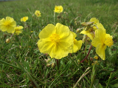 Rock-rose 