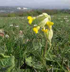 Cowslip