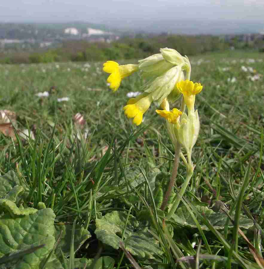 Cowslip