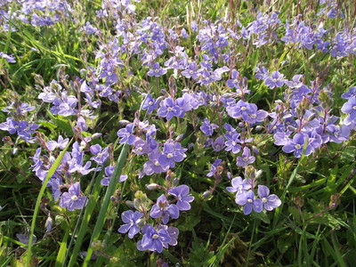 Speedwell