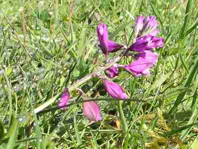 Milkwort 