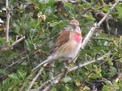 Linnet