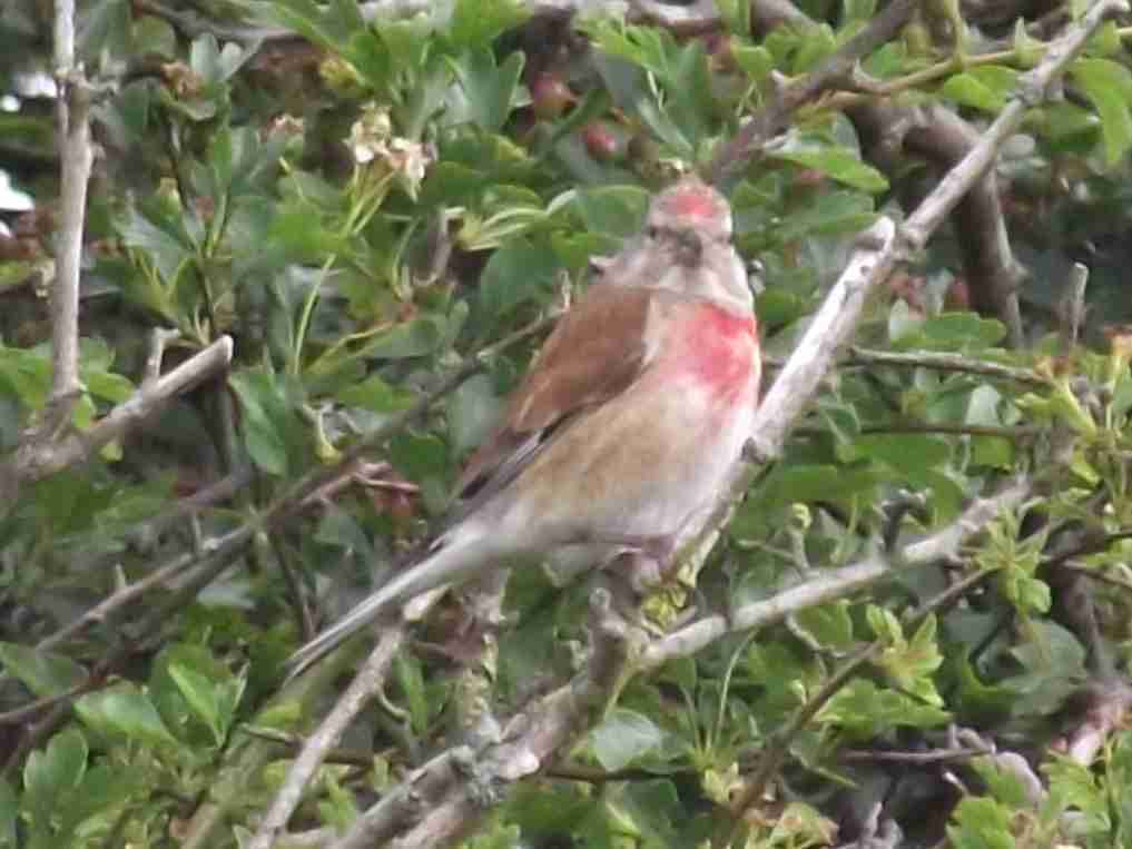 Linnet