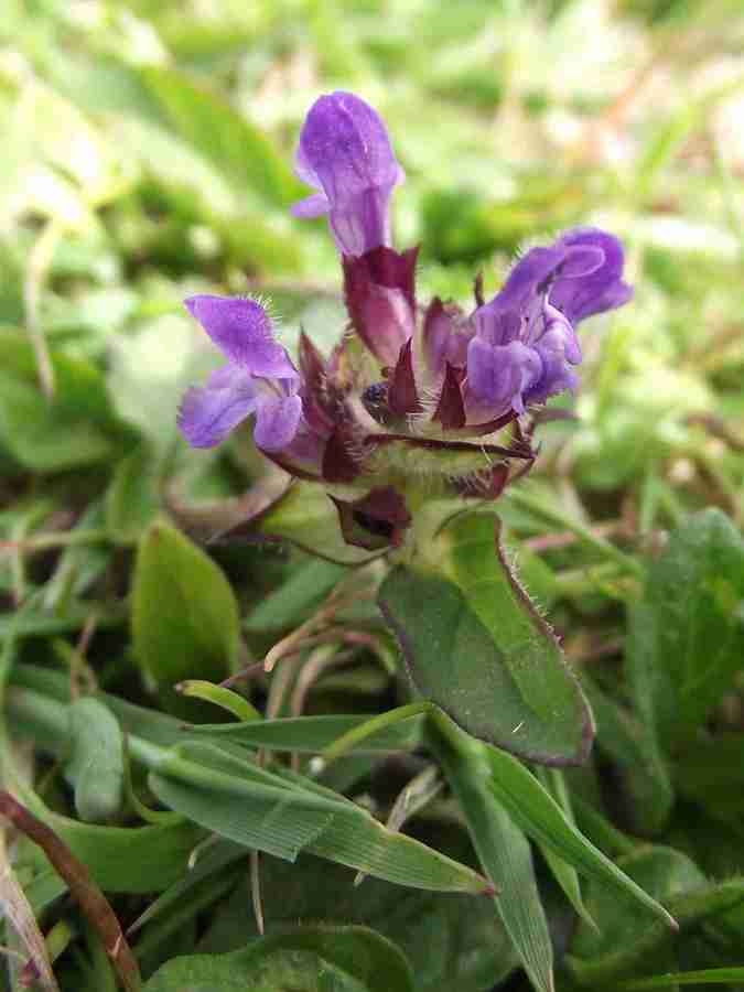 Self-heal