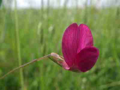 Grass vetchling