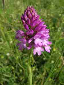 Pyramidal orchid