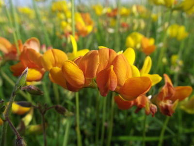 Bird's Foot Trefoil