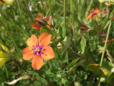 Scarlet pimpernel