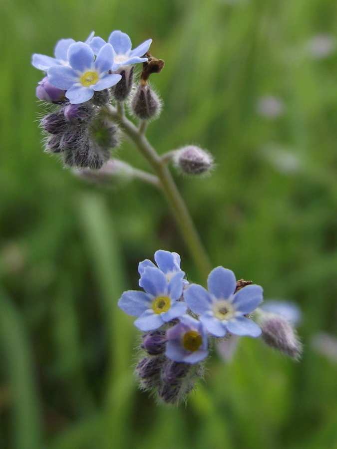 Forget-me-not