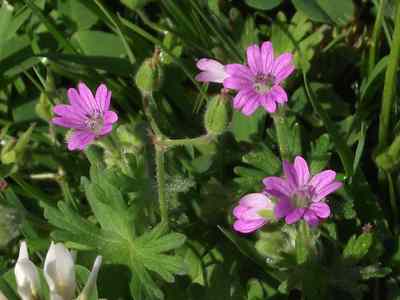 Cranesbill (wild geranium)