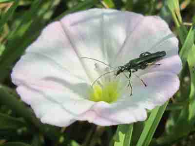 Oedemera nobilis