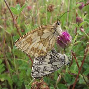 Marbled White butterflies