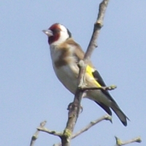 Goldfinch