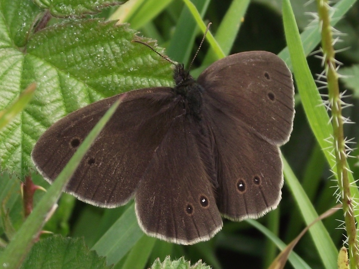 Ringlet
