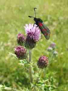 Burnet moth