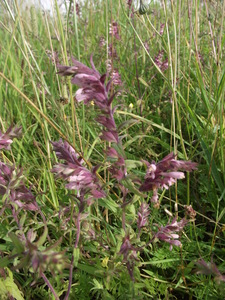 Red Bartsia
