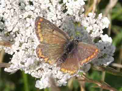 Brown Argus
