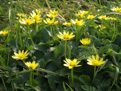 Lesser celandine