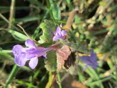 Ground ivy