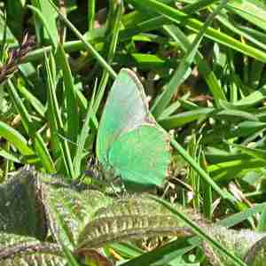 Green Hairstreak