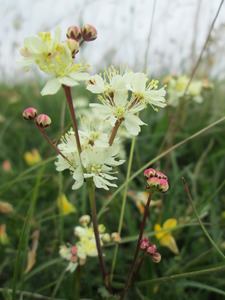 Dropwort