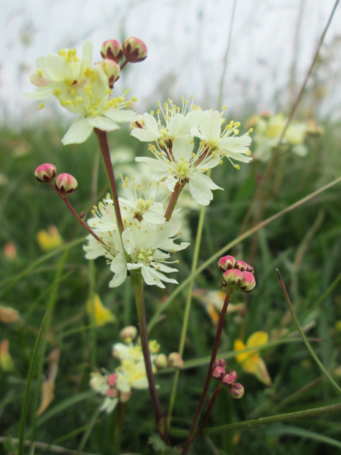 Dropwort