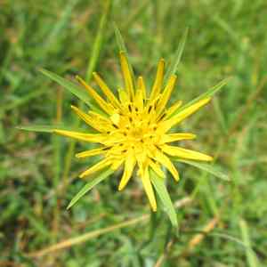 Goat's beard