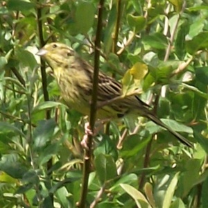 Yellowhammer