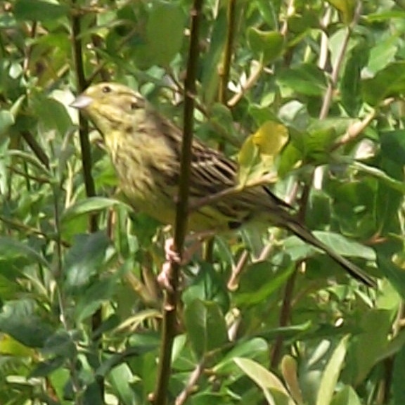 Yellowhammer